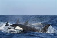 Orcas treffen schwimmenden TO-Stützpunkt