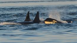 Orcas versenken Yacht