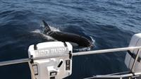 SY Mago del Sur trifft auf Orcas