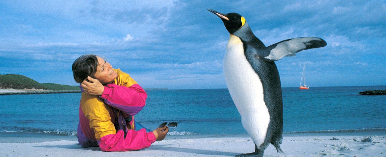 Pinguin am Strand beobachten