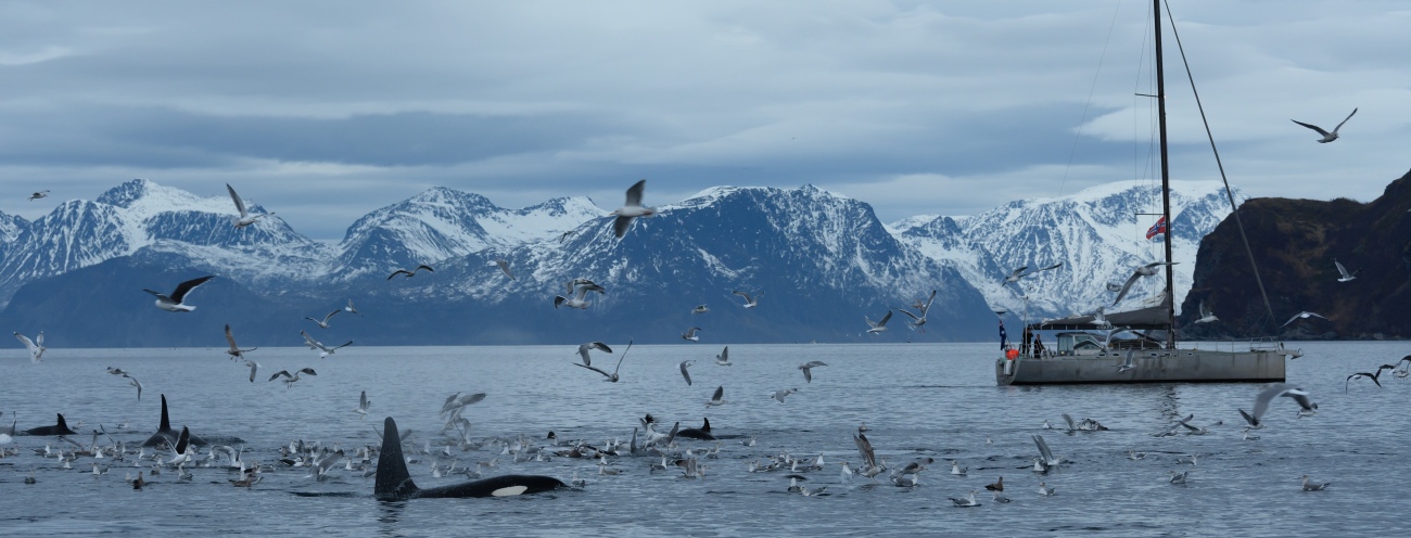 Walbeobachtung in Nordnorwegen. ©Christine Bogdain Walbeobachtung von der Segelyacht aus, norwegen