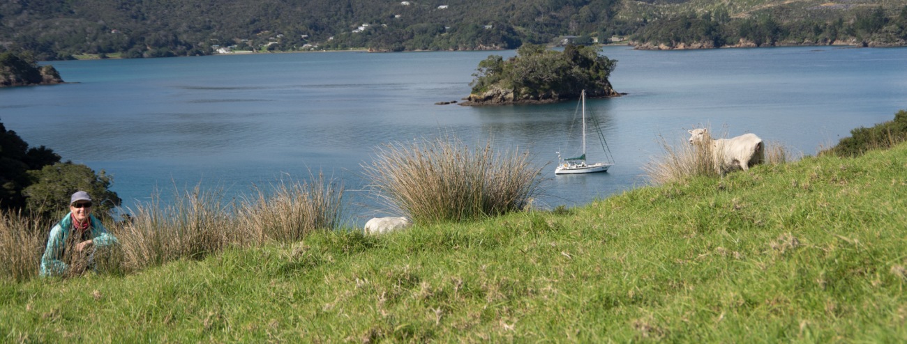 Gabriele Pestel und dazu der Blick auf SuAn und die Bay of Islands. © Lutz Pestel Segelyacht SuAn liegt in der Bay of Islands,im Vordergrund Schafe, Wiese und Gabriele Prestel, die den Berg hochsteigt